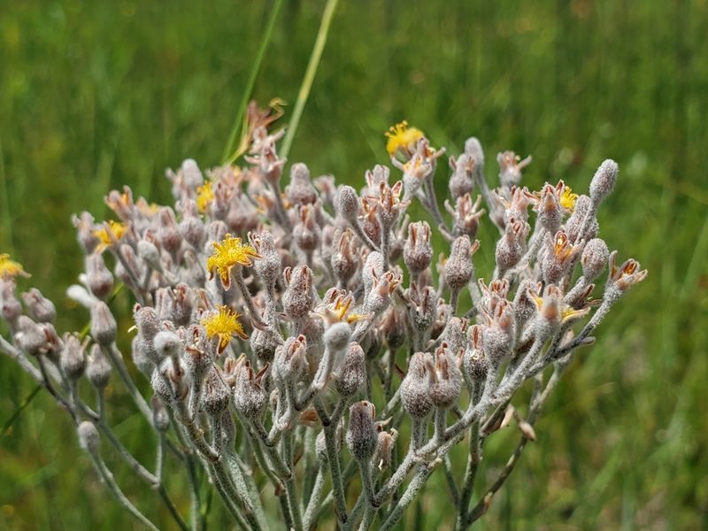 Lophiola aurea, photographed by Samuel A Schmid, PhD, PWS