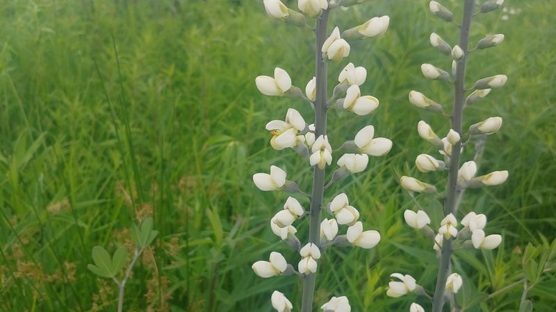 Baptisia lactea, photographed by Ryan Sorrells