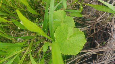 Caltha palustris