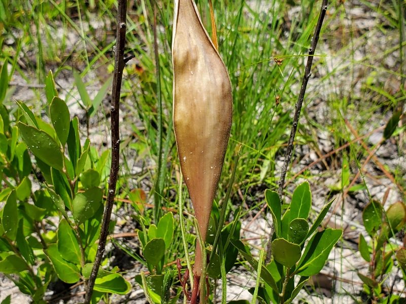 Asclepias michauxii, photographed by Samuel A Schmid, PhD, PWS