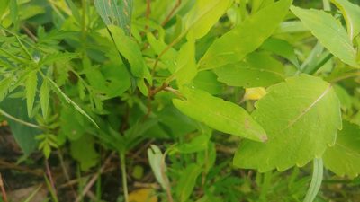 Persicaria sagittata, photographed by Ryan Sorrells