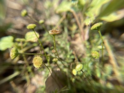 Cotula australis