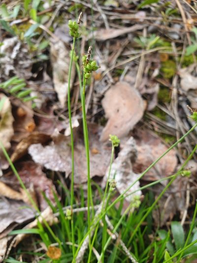 Carex concinna, photographed by Étienne Léveillé-Bourret