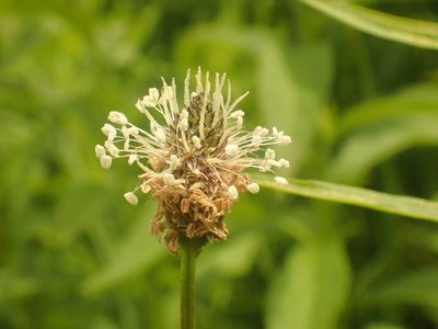 Plantago lanceolata