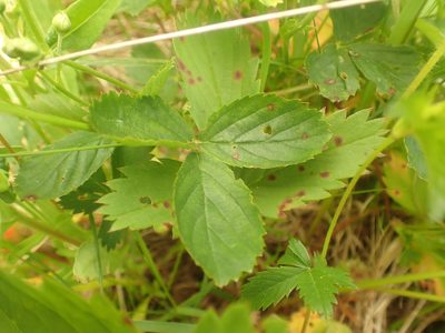Fragaria virginiana, photographed by Ian Manning