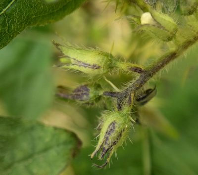 Solanum carolinense, photographed by Randy A Nonenmacher