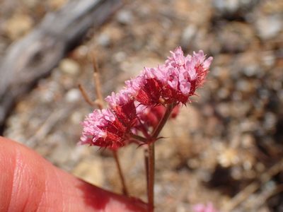Chorizanthe staticoides