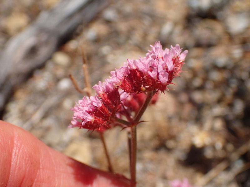 Chorizanthe staticoides, photographed by George Williams