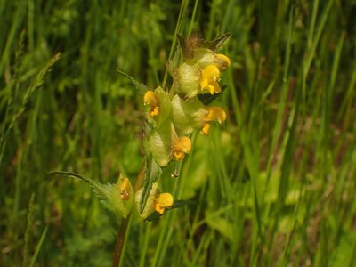 Rhinanthus minor, photographed by Ian Manning