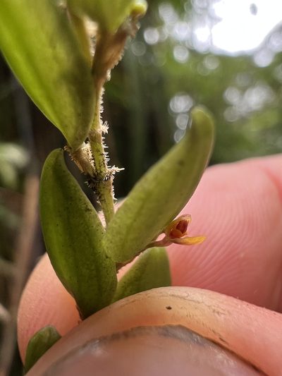 Andinia nummularia, photographed by Nicolás Baresch Uribe