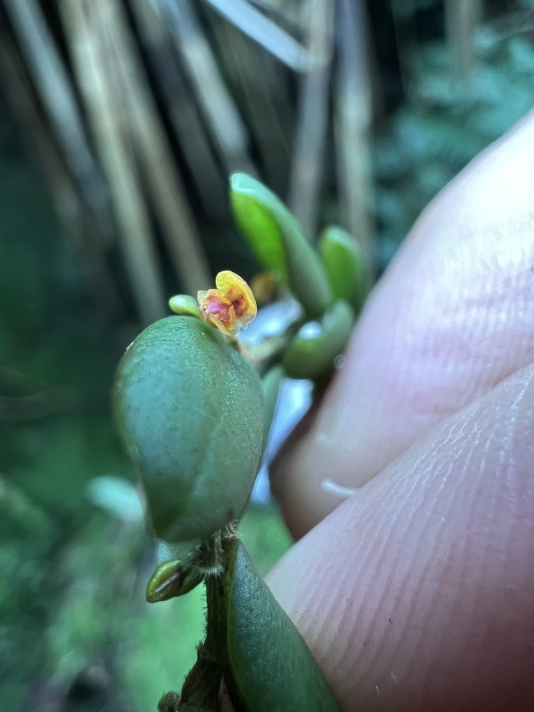 Andinia nummularia, photographed by Nicolás Baresch Uribe