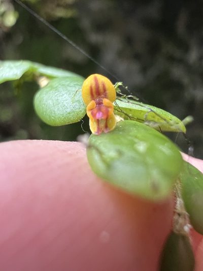 Andinia nummularia, photographed by Nicolás Baresch Uribe