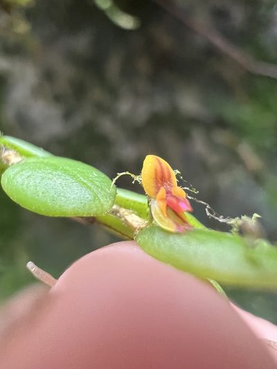 Andinia nummularia, photographed by Nicolás Baresch Uribe