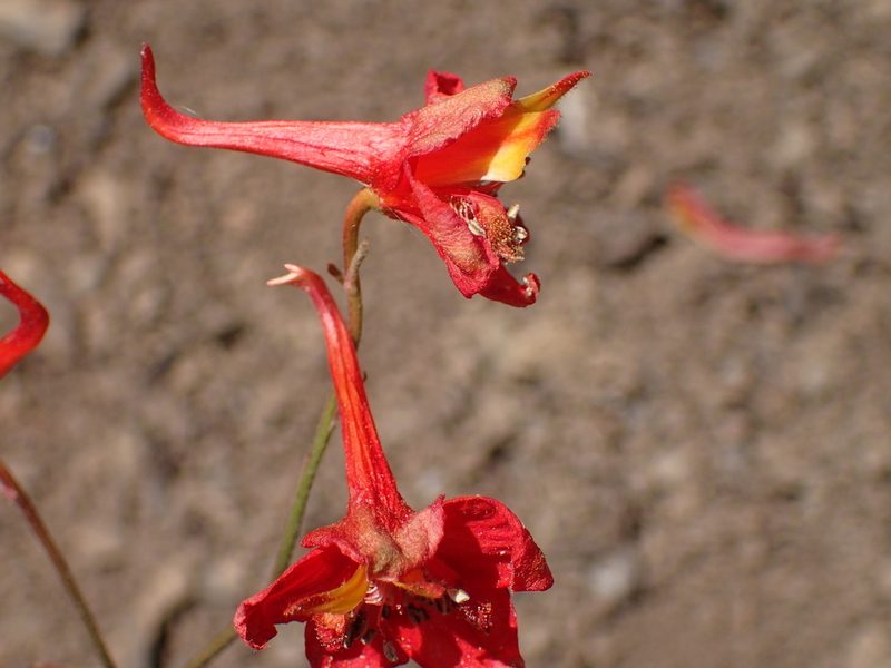 Delphinium cardinale, photographed by George Williams