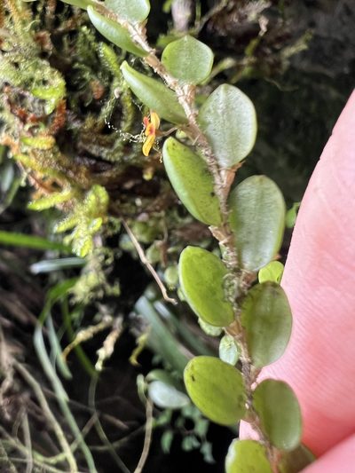 Andinia nummularia, photographed by Nicolás Baresch Uribe