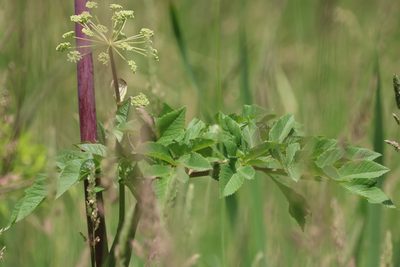 Angelica atropurpurea