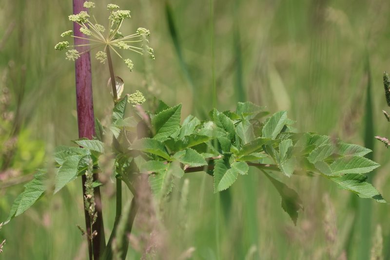 Angelica atropurpurea, photographed by jyoung2399