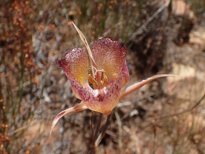 Calochortus fimbriatus, photographed by George Williams