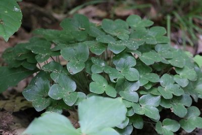 Hepatica americana