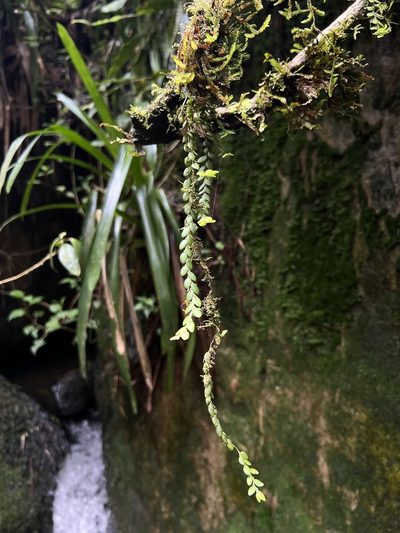 Andinia nummularia, photographed by Nicolás Baresch Uribe