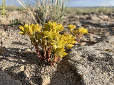 Sedum lanceolatum