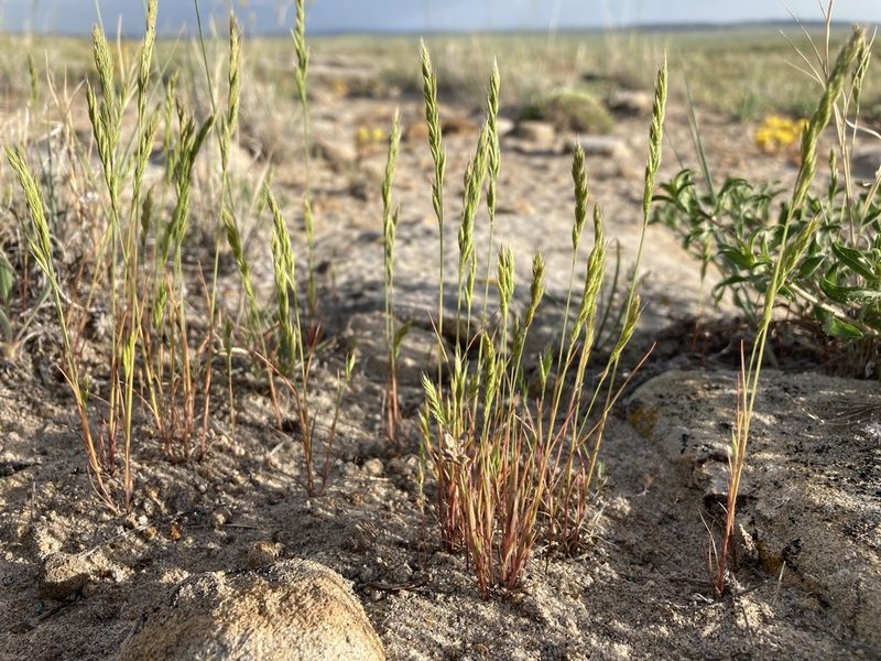 Festuca octoflora, photographed by Cecelia Alexander