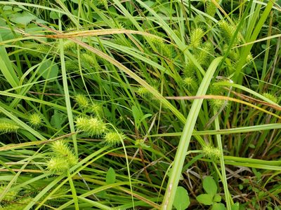 Carex lurida, photographed by Tom Field