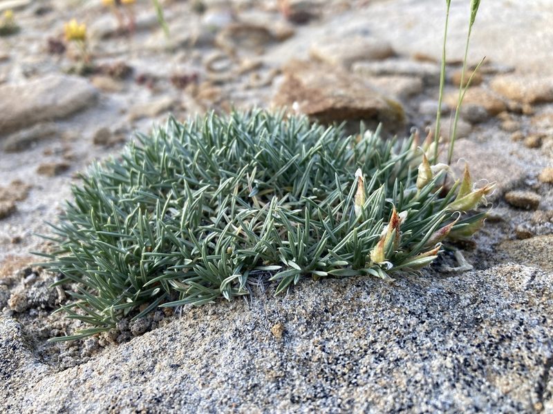 Astragalus simplicifolius, photographed by Cecelia Alexander