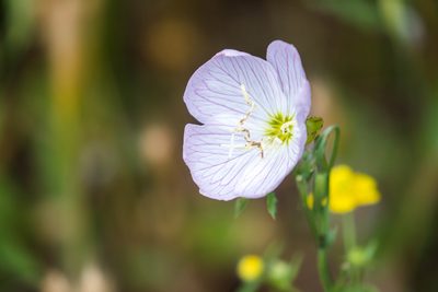 Oenothera speciosa, photographed by Melissa McMasters