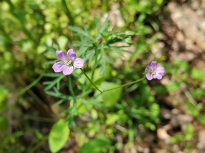 Geranium columbinum, photographed by Tom Field