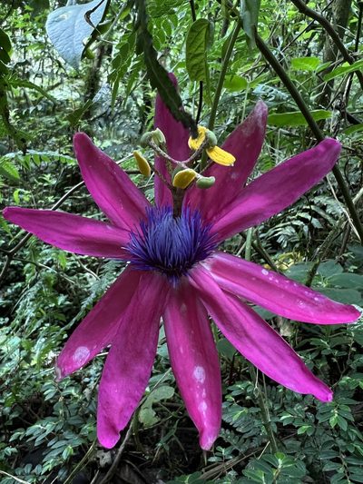 Passiflora longipes, photographed by Nicolás Baresch Uribe