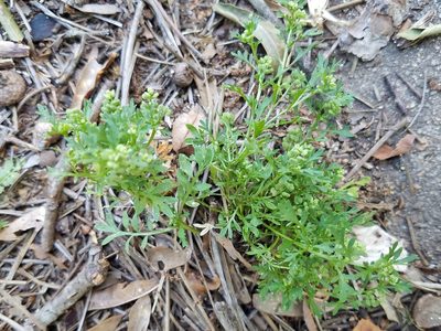Lepidium didymum