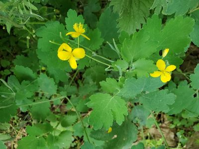 Chelidonium majus, photographed by Tom Field