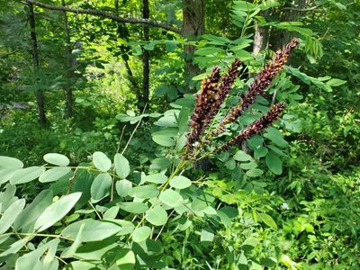 Amorpha fruticosa, photographed by Tom Field