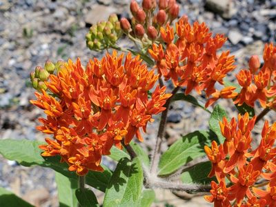 Asclepias tuberosa, photographed by Tom Field