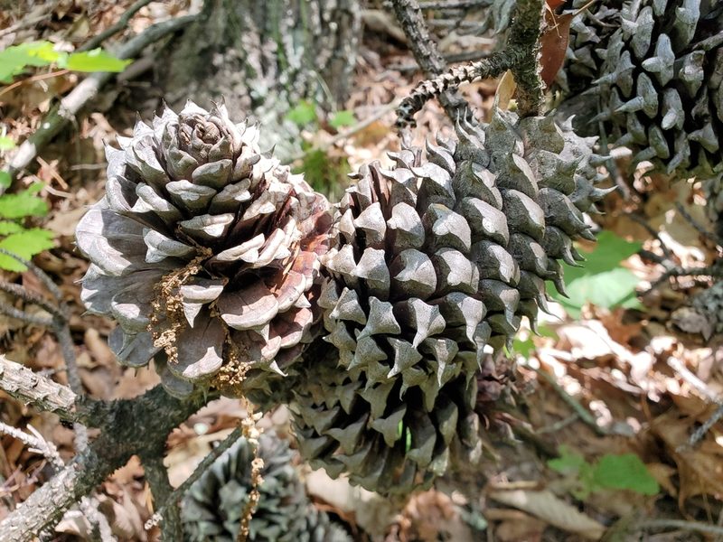 Pinus pungens, photographed by Tom Field