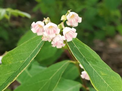 Apocynum androsaemifolium, photographed by Tom Field