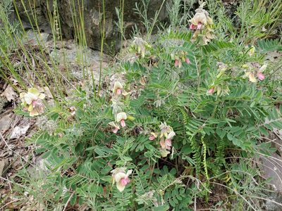 Tephrosia virginiana, photographed by Tom Field