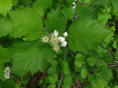 Crataegus irrasa, photographed by Étienne Léveillé-Bourret