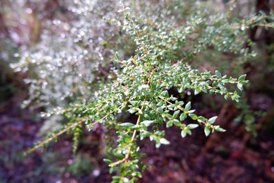 Coprosma quadrifida, photographed by Heather Merrylees