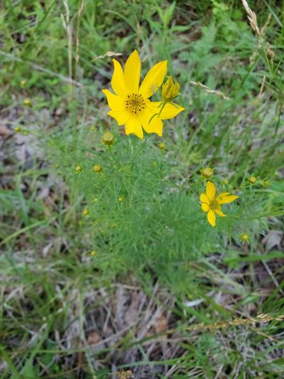 Coreopsis verticillata, photographed by Tom Field