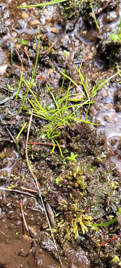Isoetes minima, photographed by Leanne Stacy Reitan