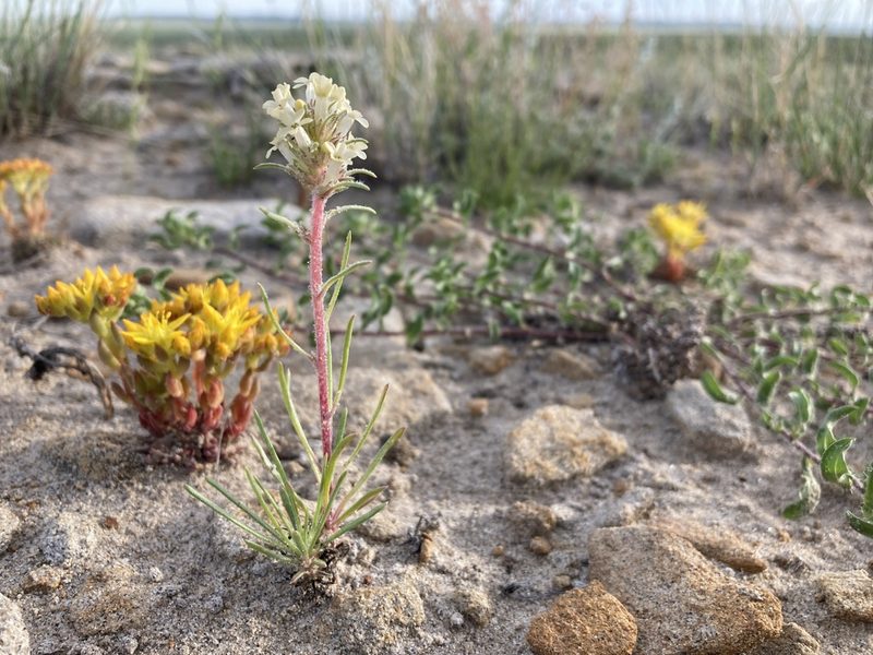 Ipomopsis spicata, photographed by Cecelia Alexander