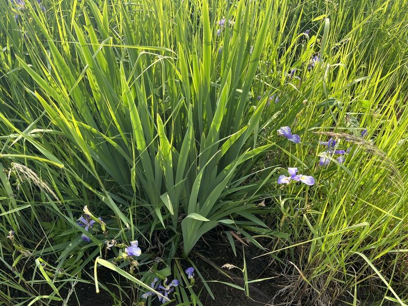 Iris virginica, photographed by Brian Finzel
