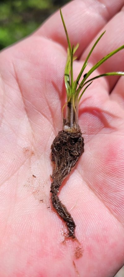 Isoetes minima, photographed by Leanne Stacy Reitan