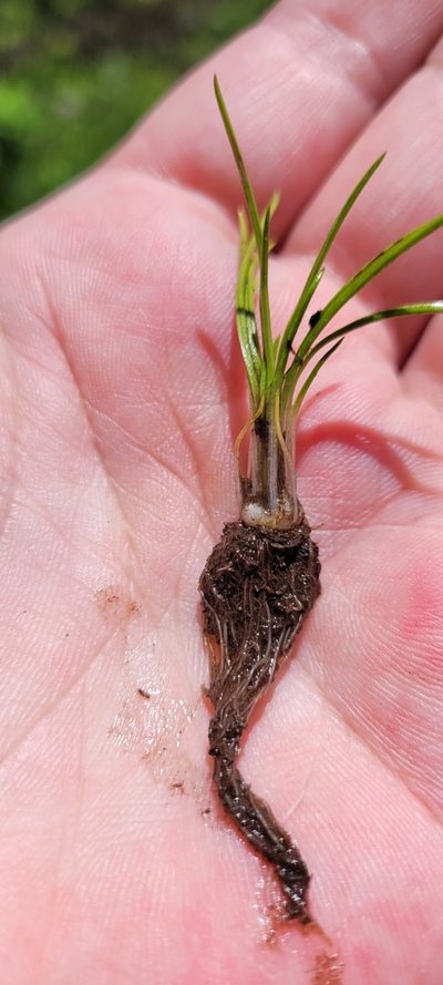 Isoetes minima, photographed by Leanne Stacy Reitan