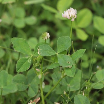 Trifolium hybridum, photographed by Mark Apgar