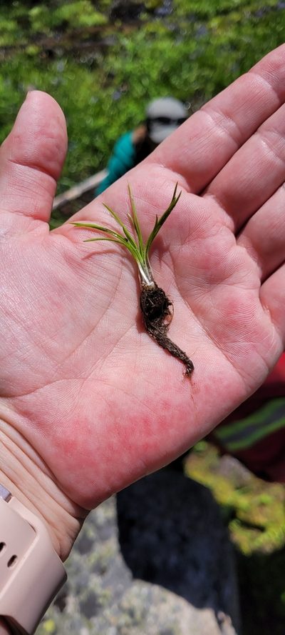 Isoetes minima, photographed by Leanne Stacy Reitan