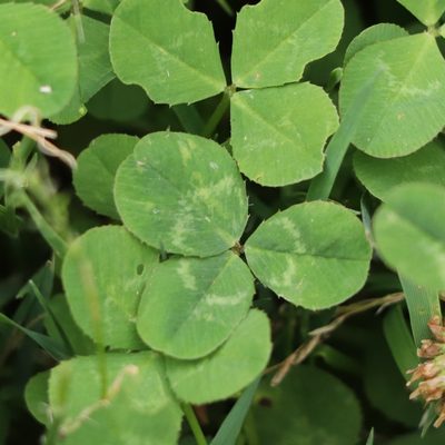 Trifolium repens, photographed by Mark Apgar