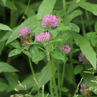 Trifolium pratense, photographed by Mark Apgar